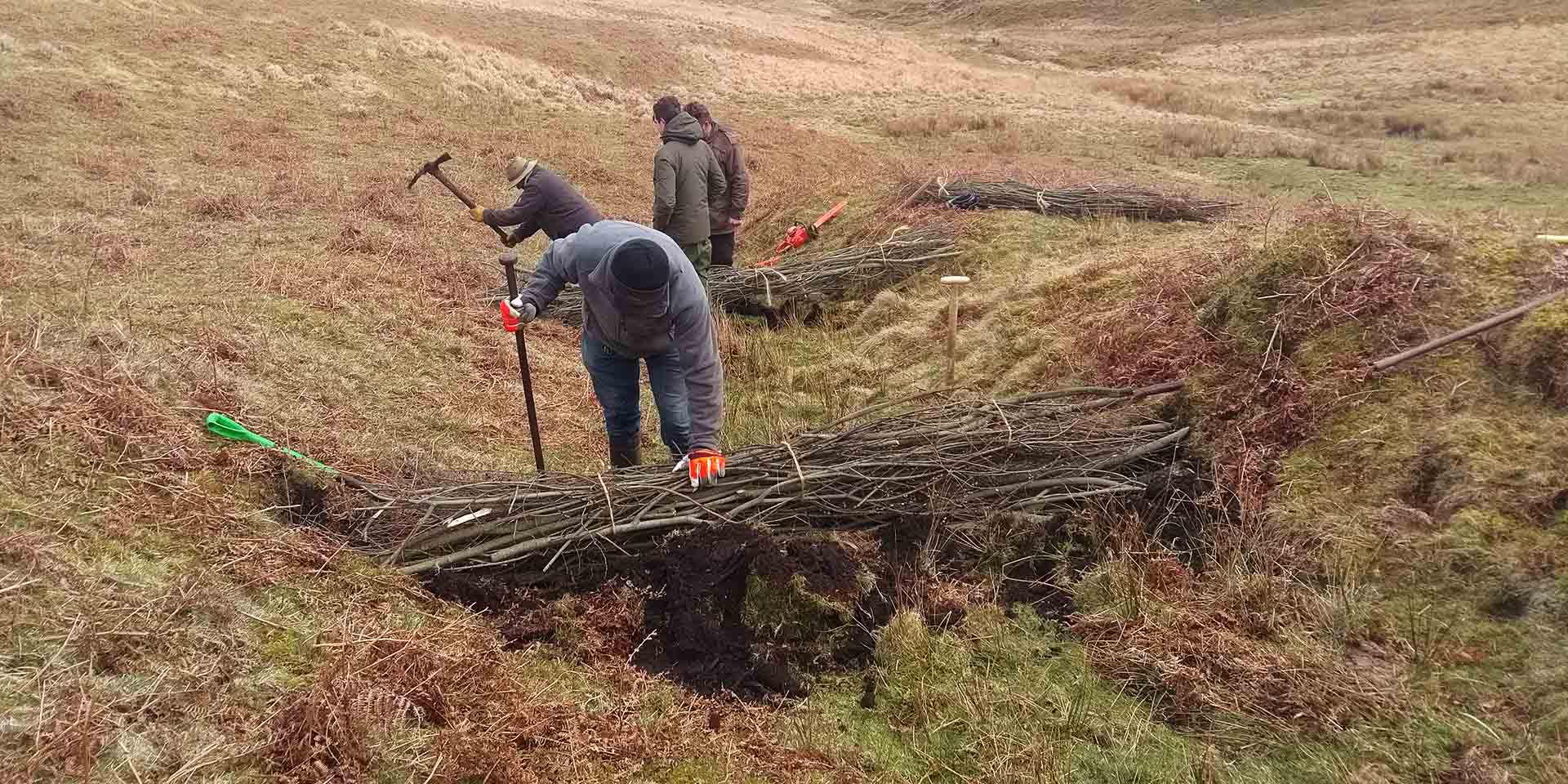 Commoners building multiple willow faggot dams on moorland