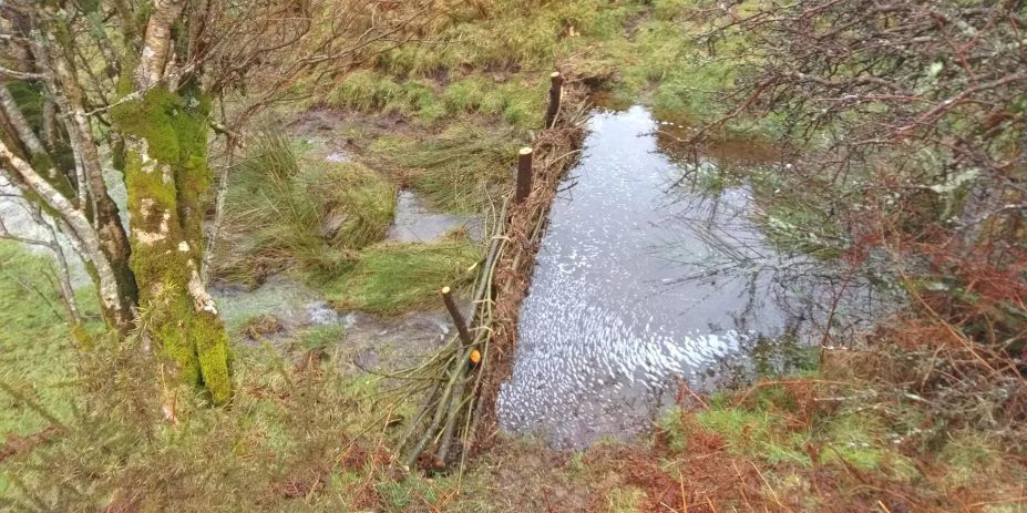 Dean moor willow faggots and pool