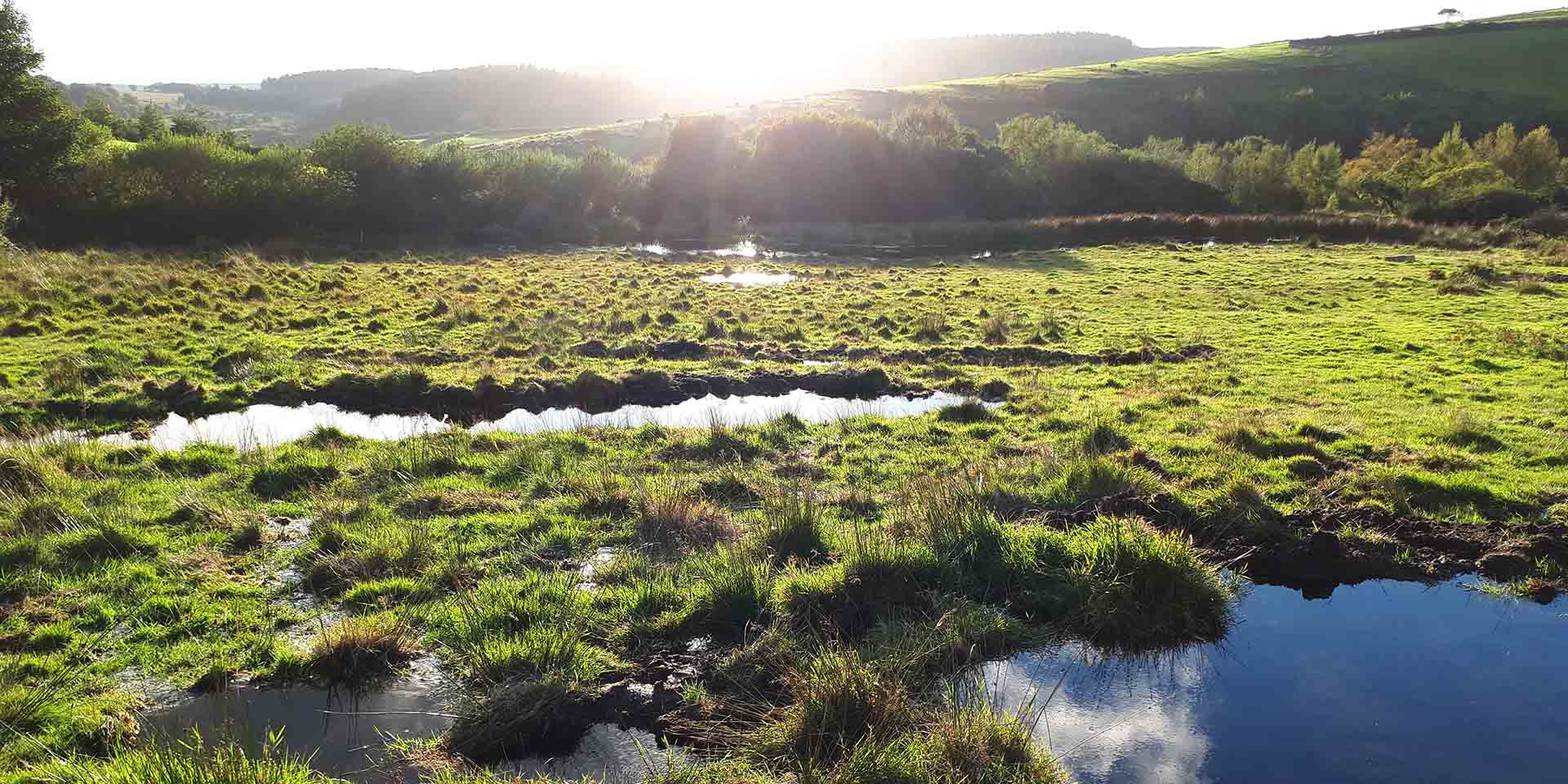 A rewetted meadow