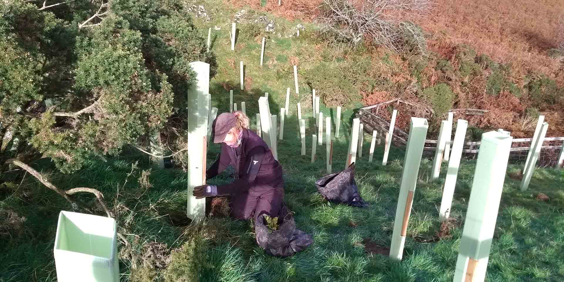 Ranger planting trees